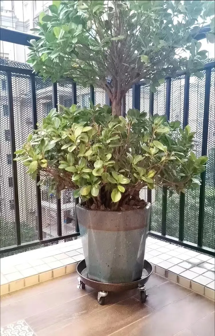 SIAMO Plant Caddy with Wheels Plant Dolly Rolling Large Metal Heavy Duty Plant Stand with Wheels Moveable Planter Saucer Pot Mover for Indoor Outdoor Use 20inches Copper